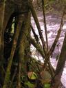 Tree by the thermal creek.